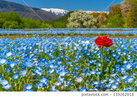 Nemophila fields and the Northern Alps at Azumino Park [Azumino City, Nagano Prefecture] 139262018