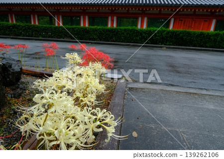 三十三間堂的走廊和彼岸花 三十三間堂的走廊和彼岸花 139262106