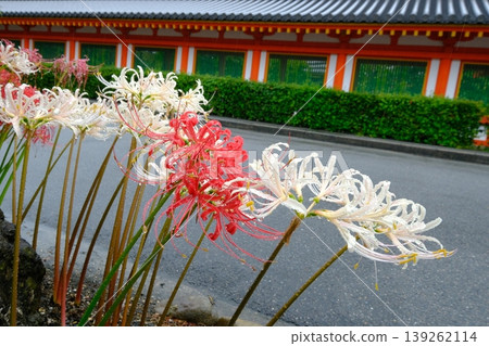三十三間堂的走廊和彼岸花 三十三間堂的走廊和彼岸花 139262114