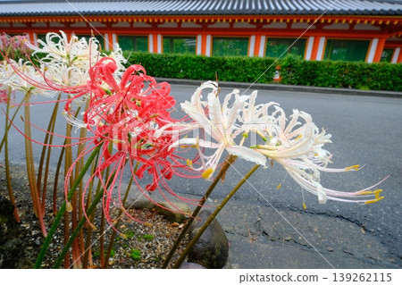 三十三間堂的走廊和彼岸花 139262115