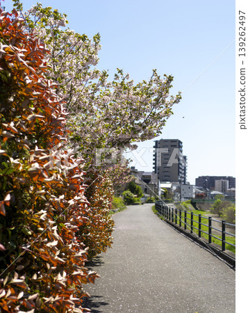 Double cherry blossoms and red photinia blooming along the Inagawa River embankment Double cherry blossoms and red photinia blooming along the Inagawa River embankment 139262497