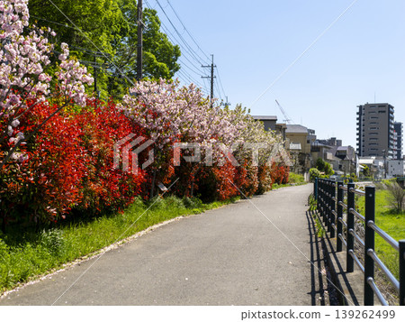 Double cherry blossoms and red photinia blooming along the Inagawa River embankment Double cherry blossoms and red photinia blooming along the Inagawa River embankment 139262499