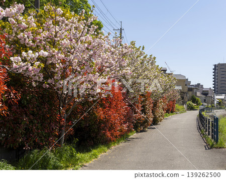 Double cherry blossoms and red photinia blooming along the Inagawa River embankment Double cherry blossoms and red photinia blooming along the Inagawa River embankment 139262500