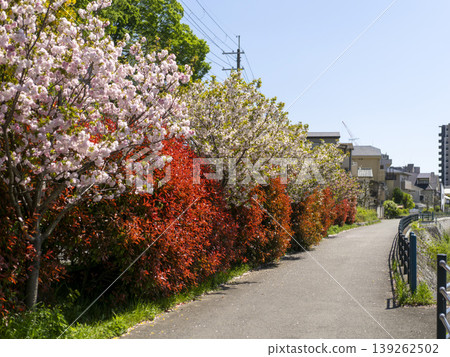 Double cherry blossoms and red photinia blooming along the Inagawa River embankment Double cherry blossoms and red photinia blooming along the Inagawa River embankment 139262502