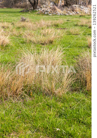 dry yellow last year grass mixed with fresh green 139262521