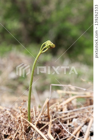 Growing bracken (sawarabi) Growing bracken (sawarabi) 139262533