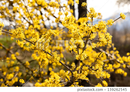 spring cornelian cherry tree yellow flowers spring cornelian cherry tree yellow flowers 139262545