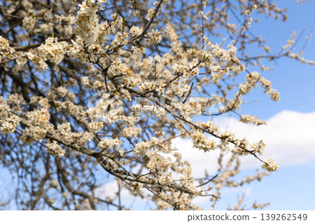 blooming branches of cherry tree, white flowers 139262549
