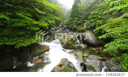 Shiratani雲水峽谷屋久島 139262637