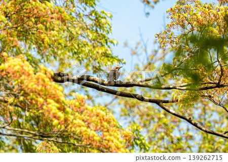 A brown-eared bulbul eating nuts in a tree A brown-eared bulbul eating nuts in a tree 139262715
