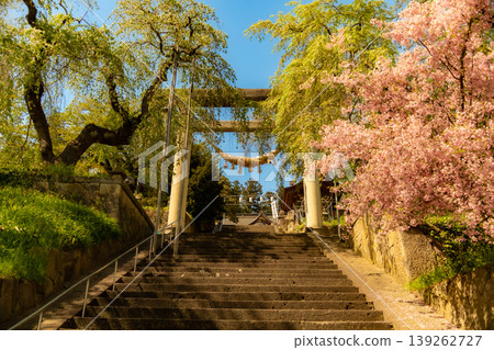 Weeping cherry blossoms in full bloom, bathed in the spring sunshine. 139262727
