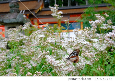 Fujibakama and Chestnut Butterfly at Oharano Shrine 139262778