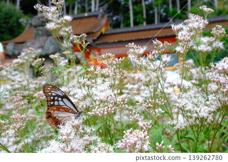 Fujibakama and Chestnut Butterfly at Oharano Shrine 139262780