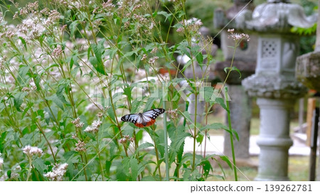 Fujibakama and Chestnut Butterfly at Oharano Shrine 139262781