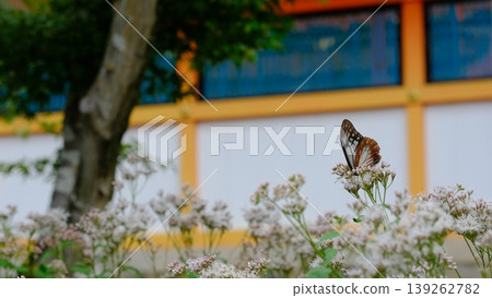 Fujibakama and Chestnut Butterfly at Oharano Shrine 139262782