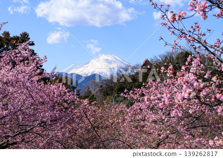 從松田山自然博物館看到的富士山和河津櫻花 139262817