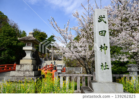 In the full bloom of spring, cherry blossoms stretch straight from Takeda Shrine into the town. In the full bloom of spring, cherry blossoms stretch straight from Takeda Shrine into the town. 139262825