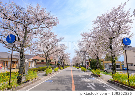 春天,櫻花盛開,一排櫻花樹從武田神社一直延伸到鎮上。 春天,櫻花盛開,一排櫻花樹從武田神社一直延伸到鎮上。 139262826
