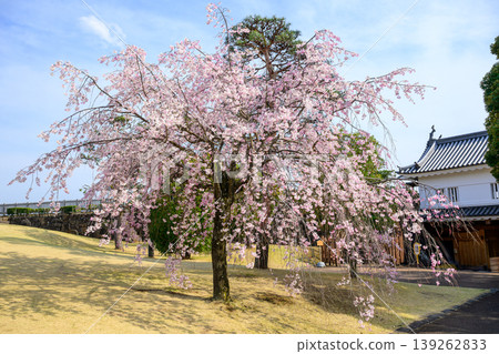 The iron gate and weeping cherry tree at the Kofu Castle ruins in Maizuru Castle Park The iron gate and weeping cherry tree at the Kofu Castle ruins in Maizuru Castle Park 139262833