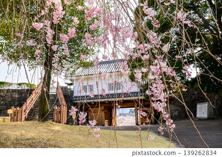 舞鶴城公園內甲府城遺址的鐵門和垂枝櫻花樹 舞鶴城公園內甲府城遺址的鐵門和垂枝櫻花樹 139262834