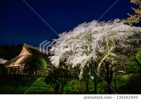禦殿場秩父宮紀念公園夜晚的垂櫻 禦殿場秩父宮紀念公園夜晚的垂櫻 139262849
