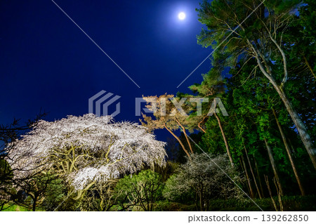 禦殿場秩父宮紀念公園的夜櫻 禦殿場秩父宮紀念公園的夜櫻 139262850