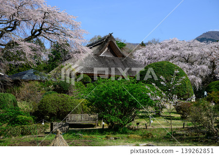 禦殿場秩父宮紀念公園和前皇居的櫻花盛開 139262851