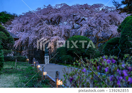 Cherry blossoms at night in Gotemba Chichibunomiya Memorial Park 139262855