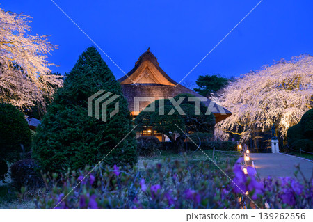 禦殿場秩父宮紀念公園的日式房屋和夜晚的櫻花 禦殿場秩父宮紀念公園的日式房屋和夜晚的櫻花 139262856