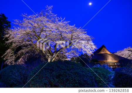 禦殿場秩父宮紀念公園和昔日皇宮的夜景櫻花在燈光映襯下顯得格外迷人。 139262858