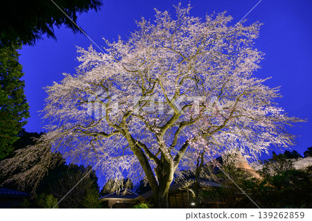 Cherry blossoms at night in Gotemba Chichibunomiya Memorial Park Cherry blossoms at night in Gotemba Chichibunomiya Memorial Park 139262859