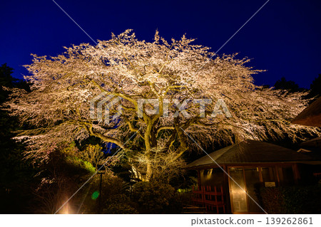 禦殿場秩父宮紀念公園的夜櫻 禦殿場秩父宮紀念公園的夜櫻 139262861