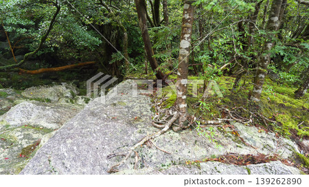 Shiratani Cloud Water Gorge Yakushima Shiratani Cloud Water Gorge Yakushima 139262890