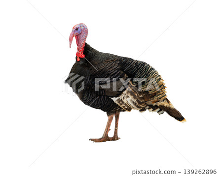 male turkey isolated on white background male turkey isolated on white background 139262896