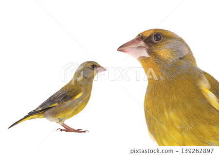 greenfinch isolated on white background greenfinch isolated on white background 139262897