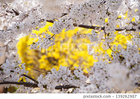 Beautiful white cherry blossom branches framing a blurry yellow forsythia background in spring Beautiful white cherry blossom branches framing a blurry yellow forsythia background in spring 139262987