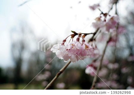 Close up of delicate pink cherry blossom flowers with raindrops on a branch after rain Close up of delicate pink cherry blossom flowers with raindrops on a branch after rain 139262998