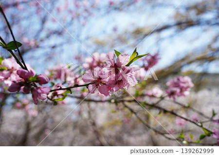 Beautiful pink peach blossom flowers blooming on a branch with fresh green leaves in spring Beautiful pink peach blossom flowers blooming on a branch with fresh green leaves in spring 139262999