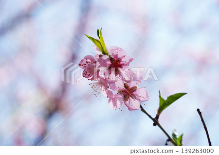 Beautiful pink peach blossom flowers blooming on a branch with fresh green leaves in spring Beautiful pink peach blossom flowers blooming on a branch with fresh green leaves in spring 139263000