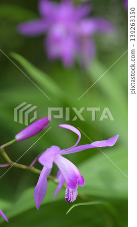 Close-up of a purple orchid flower blooming in soft light, against a botanical background in a spring garden. Close-up of a purple orchid flower blooming in soft light, against a botanical background in a spring garden. 139263150