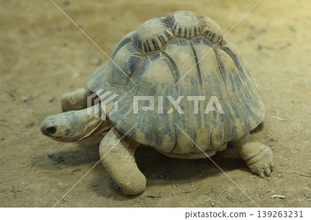Tailored turtle Tailored turtle 139263231