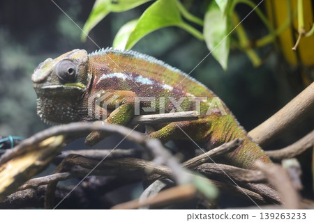 Panther Chameleon 139263233