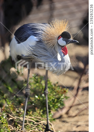 White-crowned crane White-crowned crane 139263236