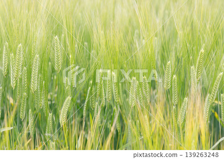 Barley ears swaying in the wind Barley ears swaying in the wind 139263248
