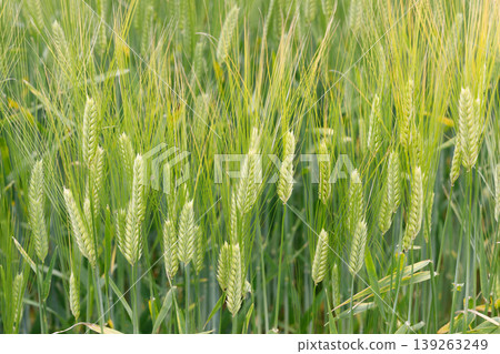 Barley ears swaying in the wind 139263249