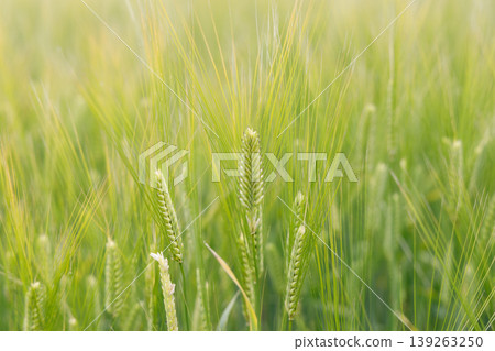 Barley ears swaying in the wind Barley ears swaying in the wind 139263250