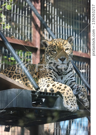 Jaguar 139263257