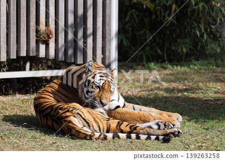 Amur Tora Amur Tora 139263258