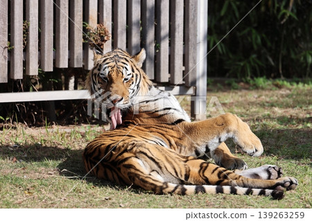 Amur Tora 139263259