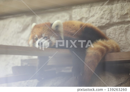 Sisen Red Panda Sisen Red Panda 139263260